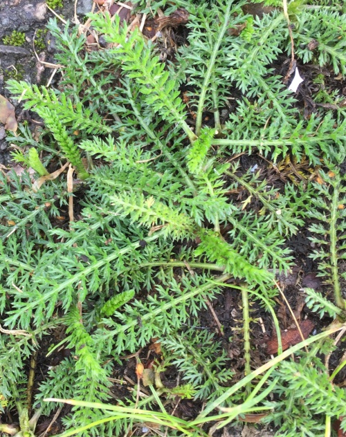 Yarrow | NatureSpot