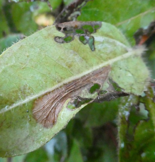 Phyllonorycter lantanella | NatureSpot