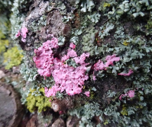 Species image