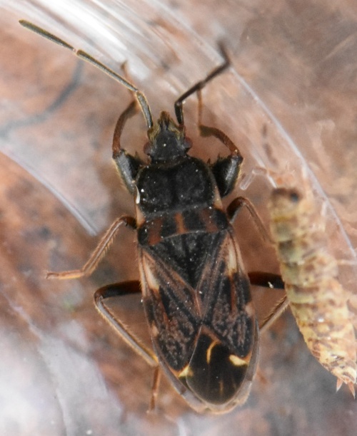 Species image