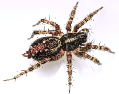 Funnel-Web Spider (Family Agelenidae) - The Firefly Forest