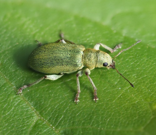 Pachyrhinus lethierryi | NatureSpot