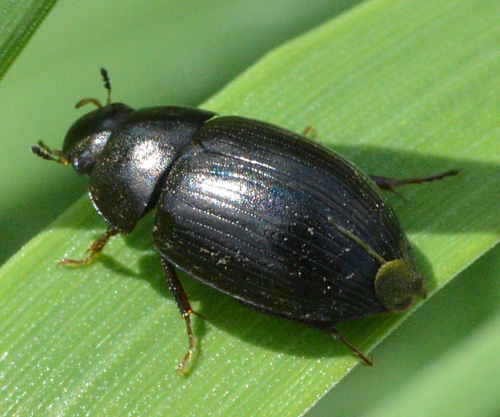 Hydrobius fuscipes | NatureSpot