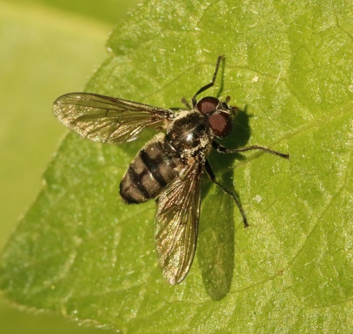 Portevinia maculata | NatureSpot