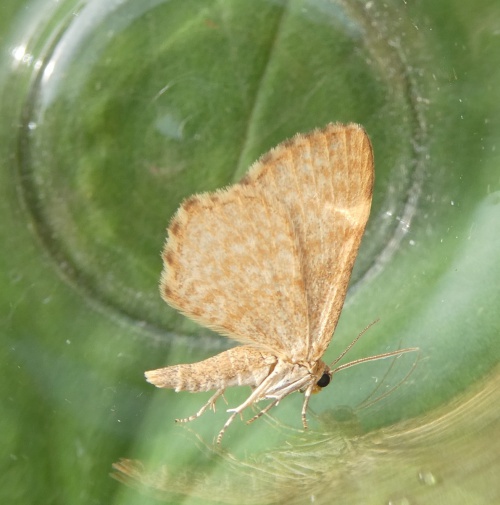 Species image