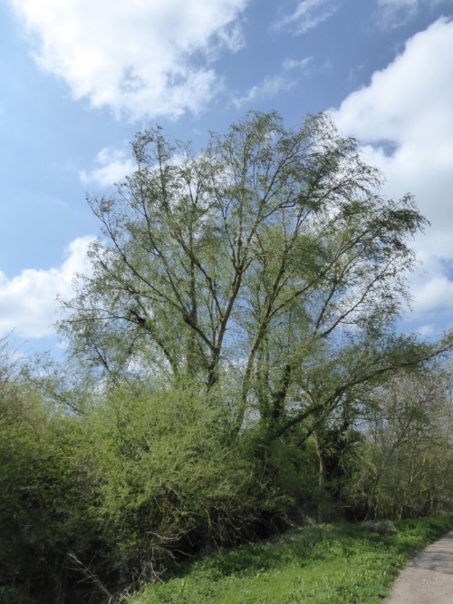 Species image