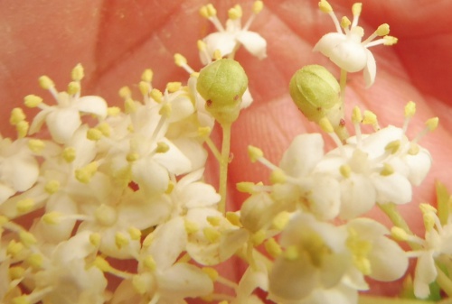 Photo of the association