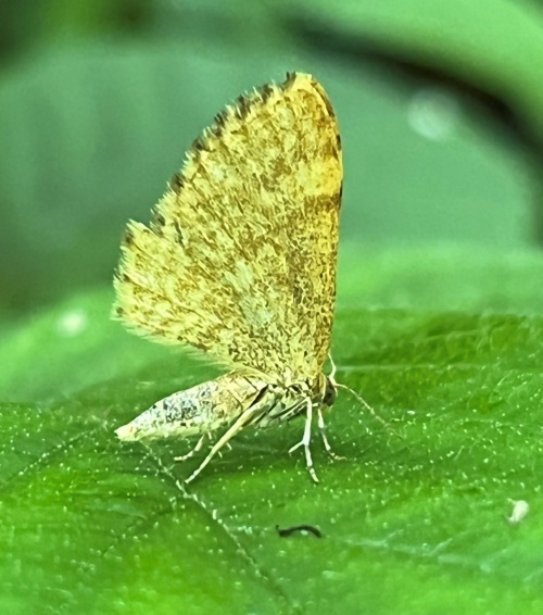 Species image