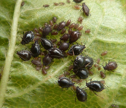 Photo of the association