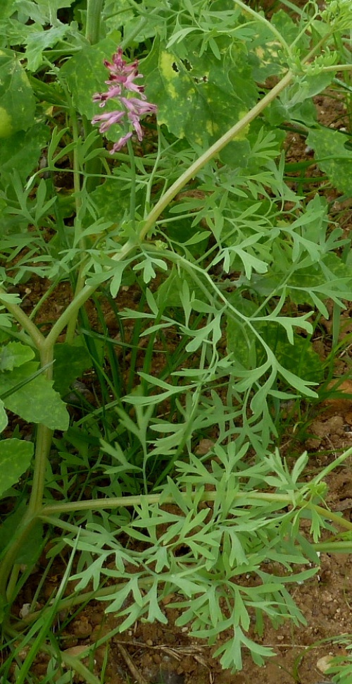 Common Fumitory | NatureSpot