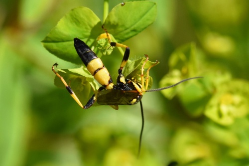  Ichneumon xanthorius
