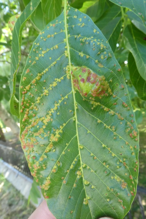 Walnut Blister Mite | NatureSpot