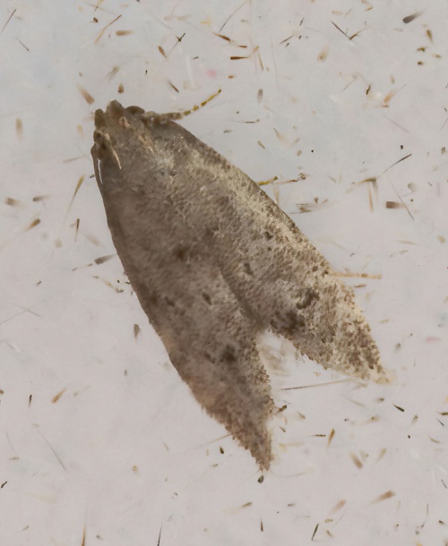 Common Groundling Teleiodes vulgella