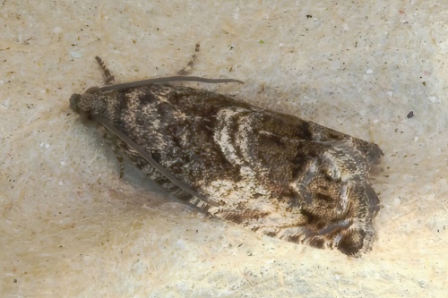 Species image