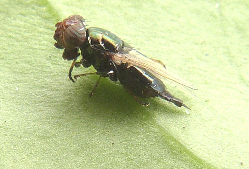 Species image