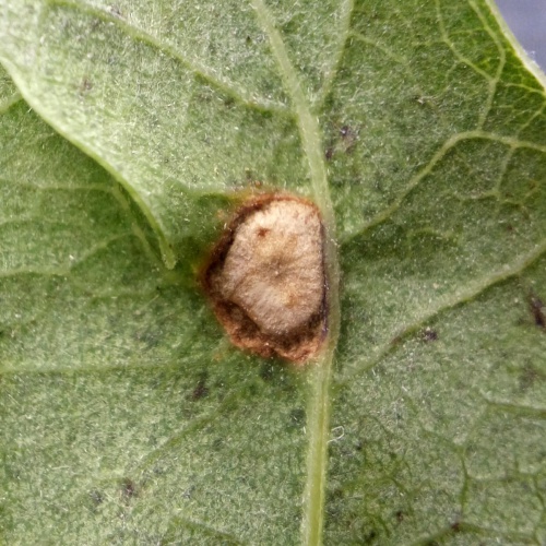 Silk Button Gall Wasp | NatureSpot