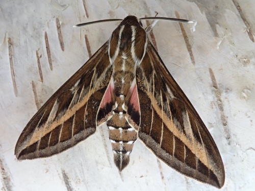 Hawk Moth - Nature Companion