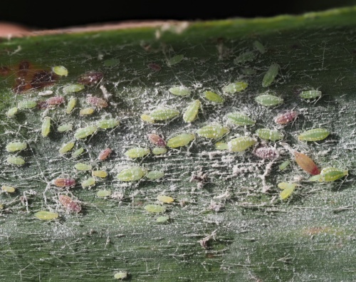 Photo of the association