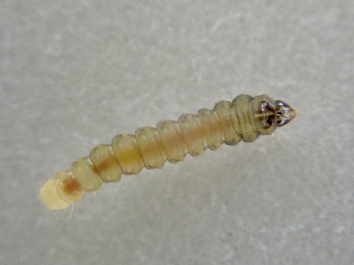 Phyllonorycter nicellii | NatureSpot