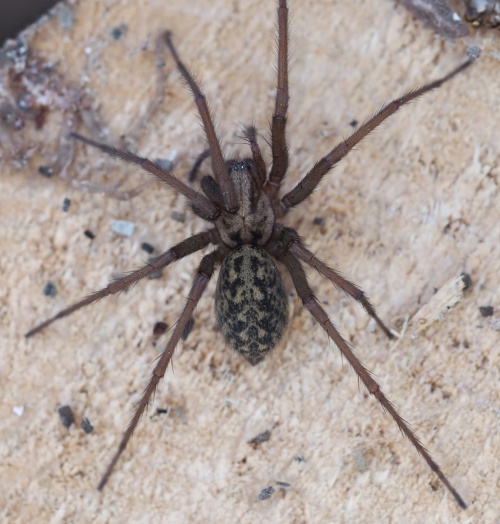 Giant House-spider | NatureSpot