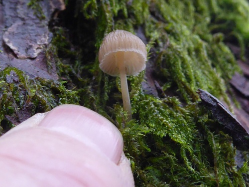 Species image