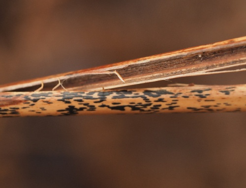Species image