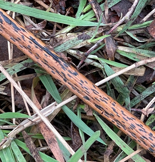 Species image