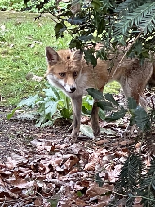 Fox | NatureSpot