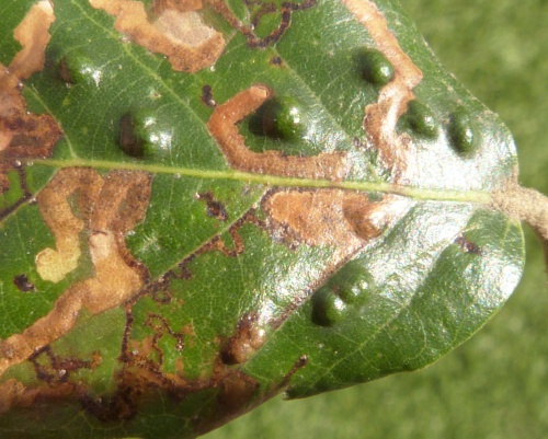 Photo of the association