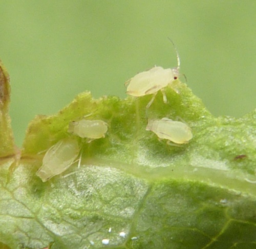 Photo of the association