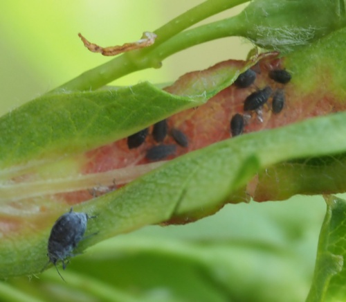 Hawthorn-buttercup Aphid 