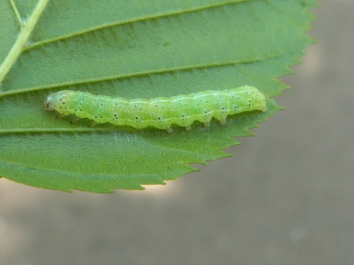 Spongy Moth Resources - Big Cedar Lake Stewardship Association