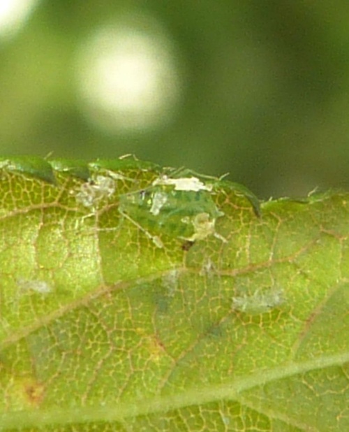 Damson-hop Aphid 