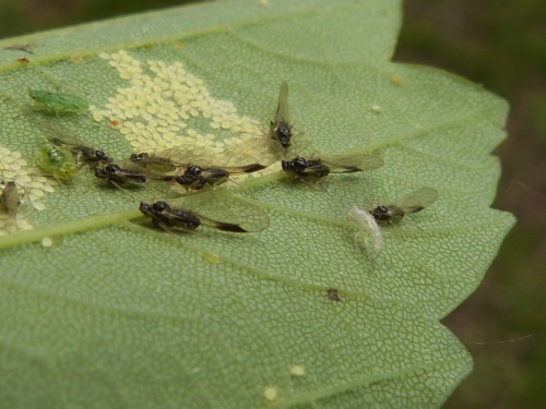 Photo of the association