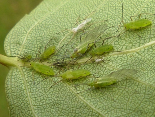 Photo of the association