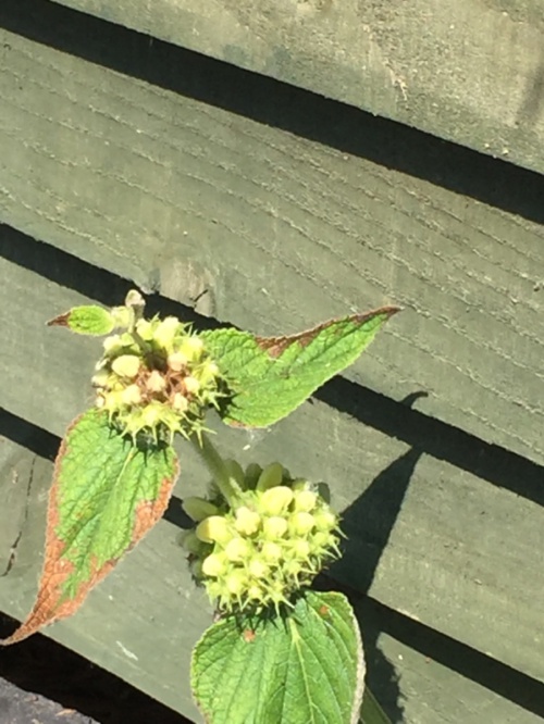 Species image