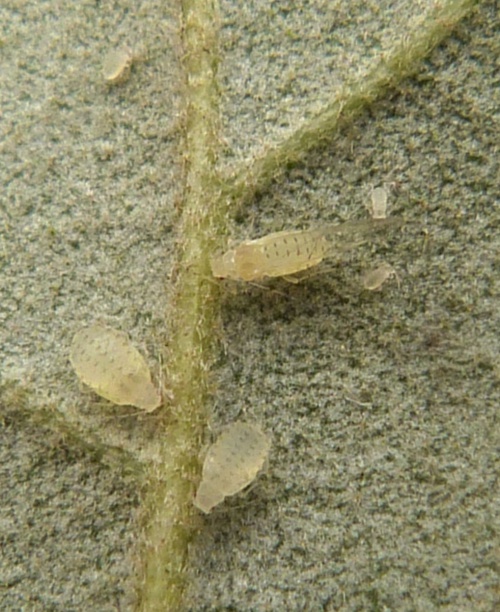 Photo of the association