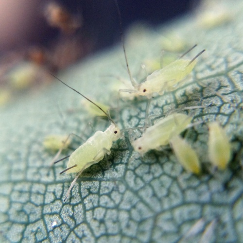 Photo of the association