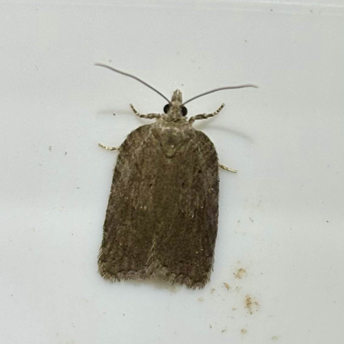 Ashy Button Acleris sparsana