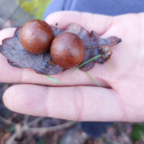 Cherry Gall Cynips quercusfolii f. agamic