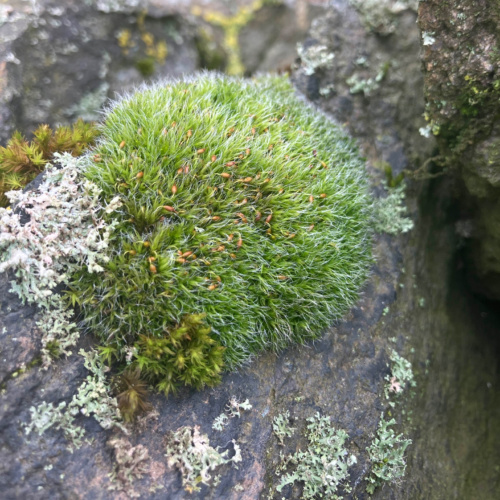 Grey-cushioned Grimmia Grimmia pulvinata
