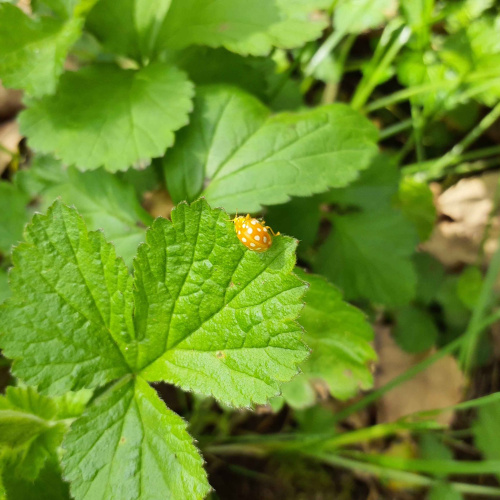 Orange Ladybird Halyzia sedecimguttata