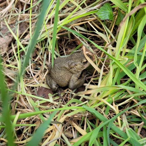 Common Toad Bufo bufo