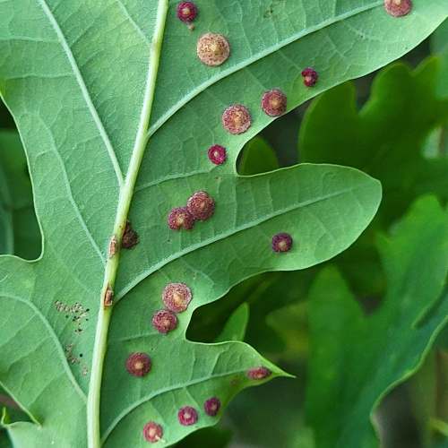 Common Spangle Gall Neuroterus quercusbaccarum f. agamic