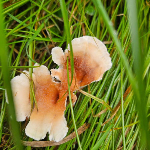 Blushing Rosette Abortiporus biennis