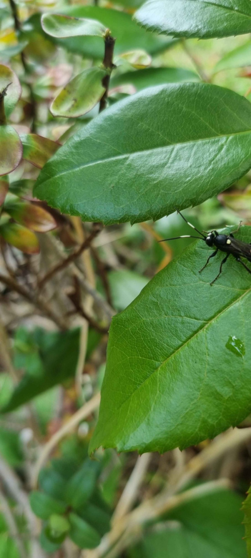  Virgichneumon albilineatus