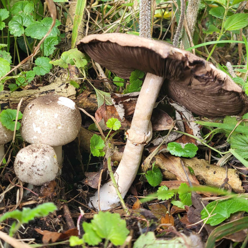 Yellow Stainer Agaricus xanthodermus