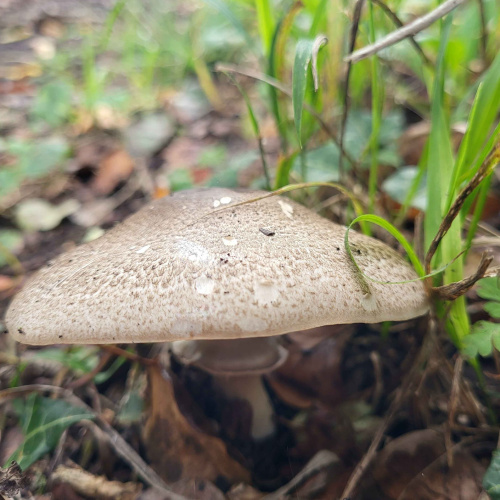 Yellow Stainer Agaricus xanthodermus