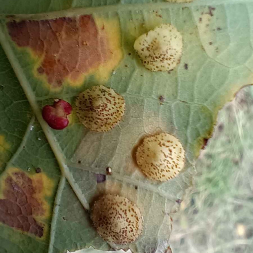Common Spangle Gall Neuroterus quercusbaccarum f. agamic