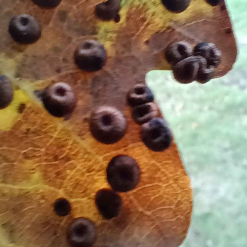 Silk-button Gall Neuroterus numismalis f. agamic